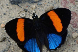 Calicorons - niezwykłe motyle z niesamowitym sekretem